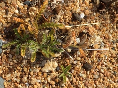 Rorippa subumbellata