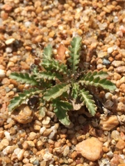 Rorippa subumbellata