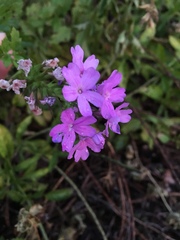 Glandularia maritima