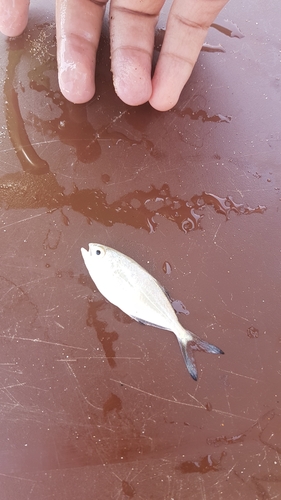 Australian dart (Trachinotus ovatus) — Carangidae