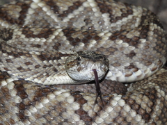Crotalus durissus