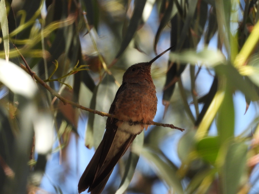 Giant Hummingbird