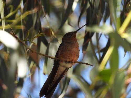 Giant Hummingbird