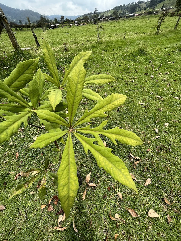 Mano de Oso (Oreopanax incisus)