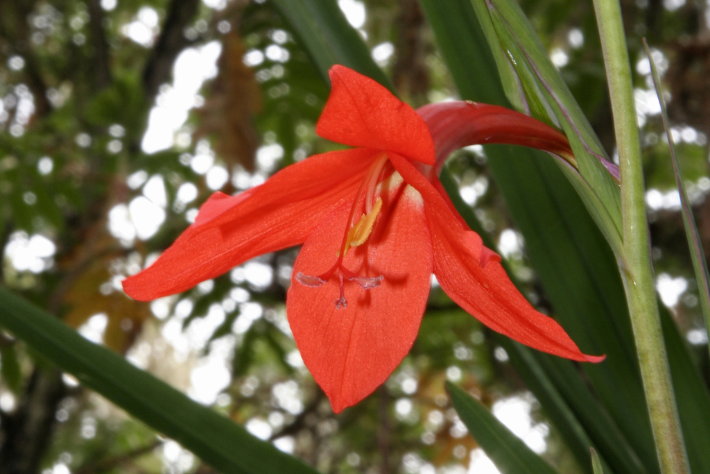 Rift Gladiolus