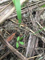 Parsonsia heterophylla