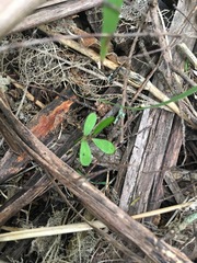 Parsonsia heterophylla