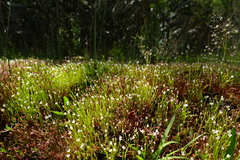 Stylidium despectum