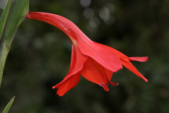 Gladiolus watsonioides image
