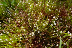 Stylidium despectum
