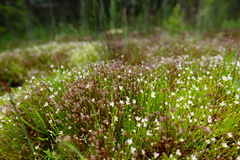 Stylidium despectum