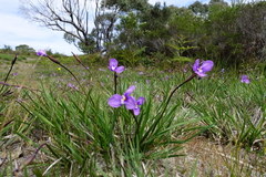 Patersonia occidentalis occidentalis