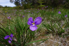 Patersonia occidentalis occidentalis