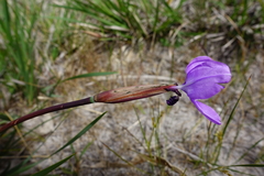 Patersonia occidentalis occidentalis