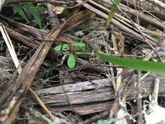Parsonsia heterophylla