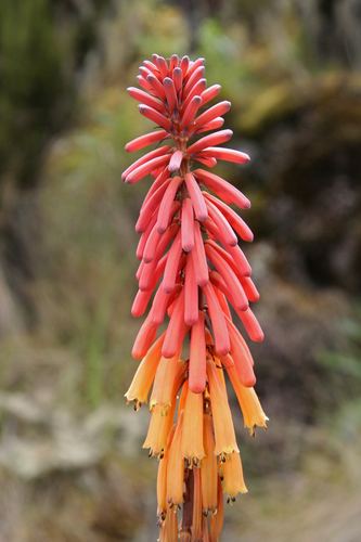 Kniphofia thomsonii