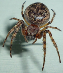 Larinioides patagiatus
