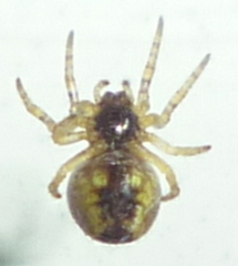 Larinioides patagiatus