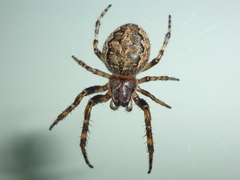 Larinioides patagiatus