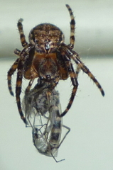 Larinioides patagiatus