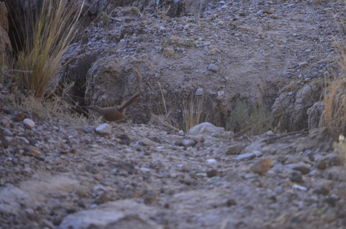 Rock Earthcreeper (Ochetorhynchus andaecola), photo 9