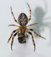 Larinioides patagiatus