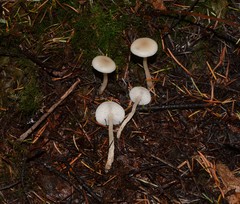 Clitocybe deceptiva