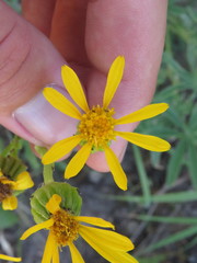 Senecio crassulus