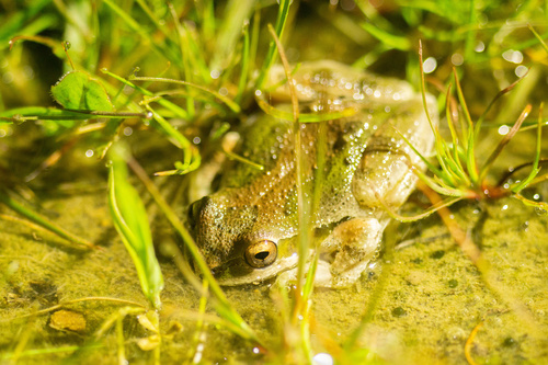 iNaturalist observation photo of Pacific chorus frog