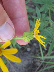 Senecio crassulus