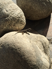 Sceloporus occidentalis