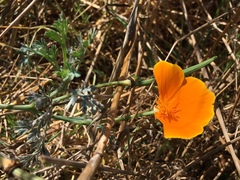 Eschscholzia californica