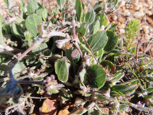 Image of Centella difformis by (c) linkie, some rights reserved (CC BY)