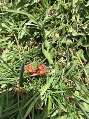 Acer rubrum image