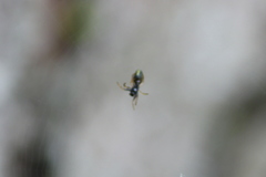 Micrathena gracilis