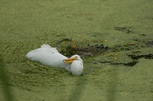 American Alligator photographed in Texas