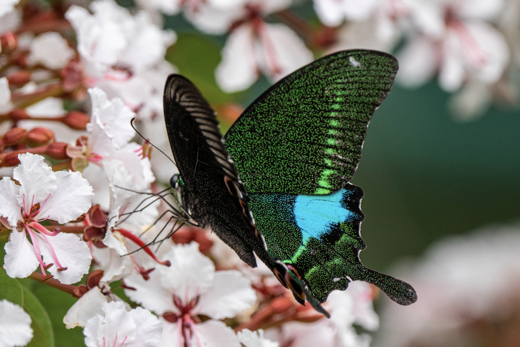 Paris Peacock Swallowtail