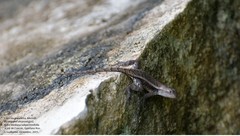 Sceloporus chrysostictus