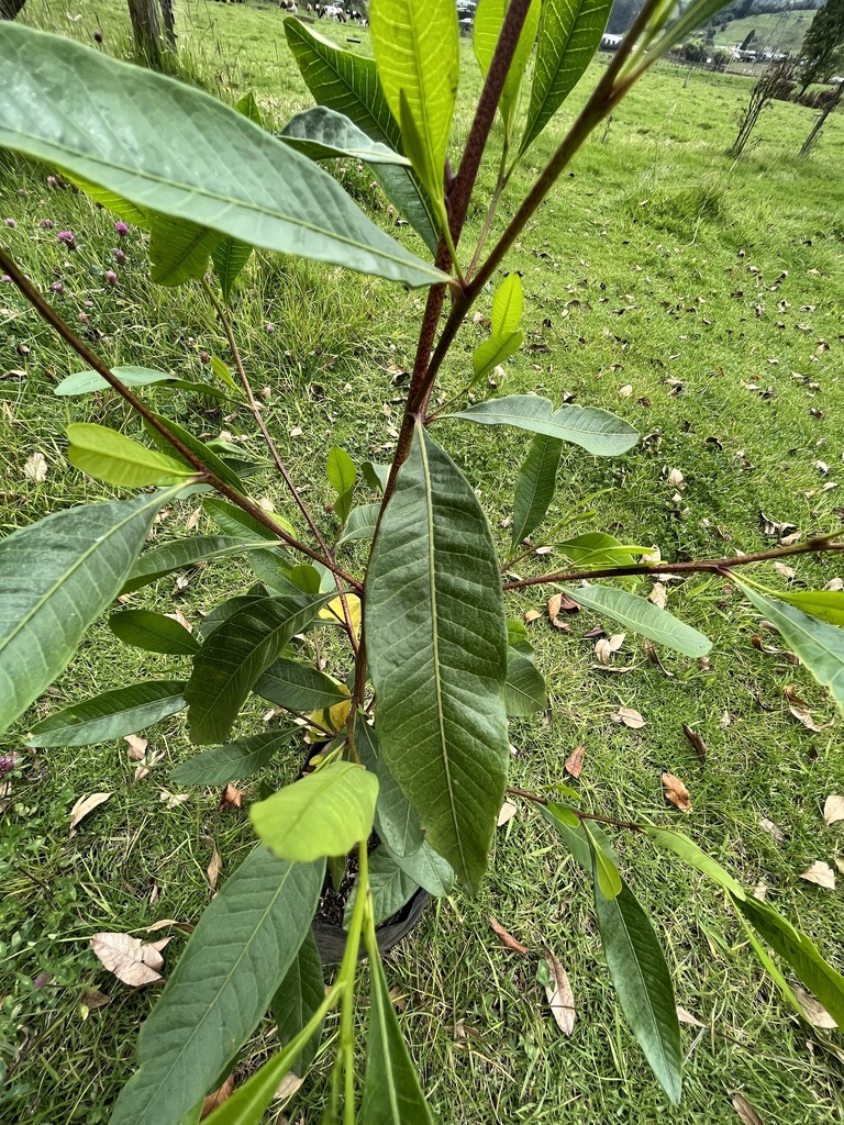 Hayuelo (Árboles de siembras de la FHB) · iNaturalist