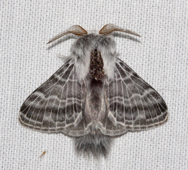 Tolype distincta