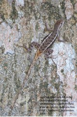 Sceloporus chrysostictus