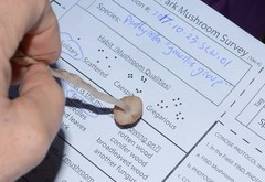 Psathyrella microrhiza