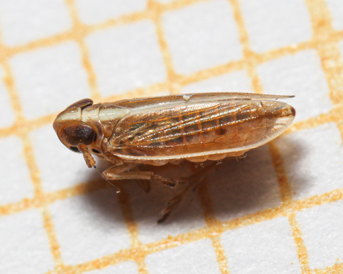 Kelisia praecox
