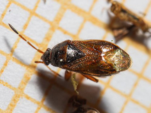 Lasiosomus enervis