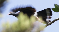 Columba bollii