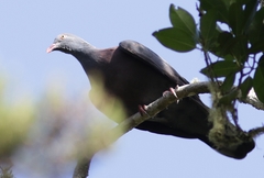 Columba bollii