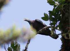 Columba bollii