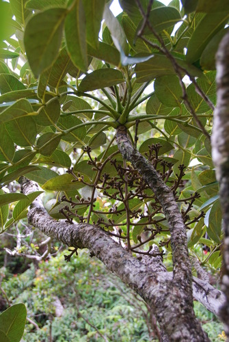 Polyscias flynnii, 2010-05-12