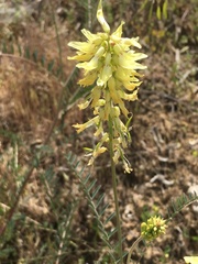 Astragalus trichopodus antisellii
