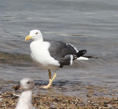 Larus livens